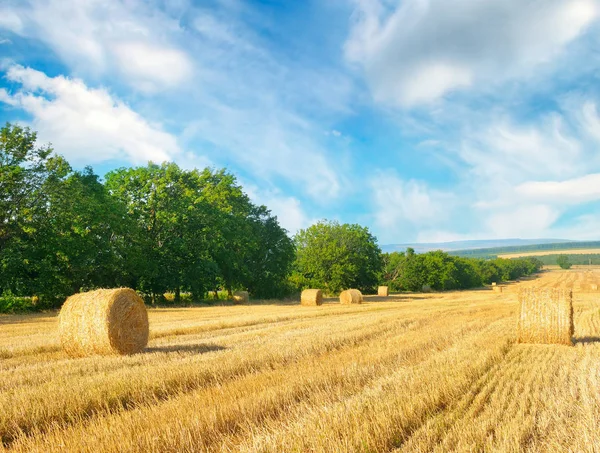 Straw bales on a wheat field and blue sky. — Stock Photo, Image