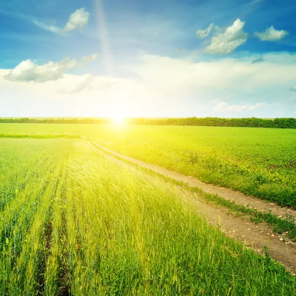 Weizenfeld und ein herrlicher Sonnenaufgang. — Stockfoto