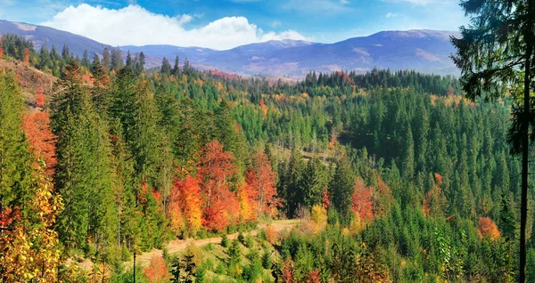 Beau paysage d'automne. Feuilles jaune vif, vertes et rouges — Photo