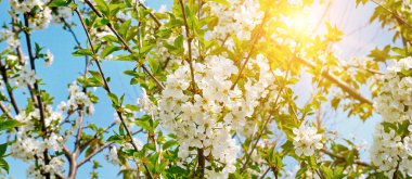 Güzel çiçek açması ağacı dalı. Kiraz - Sakura ve güneş ile