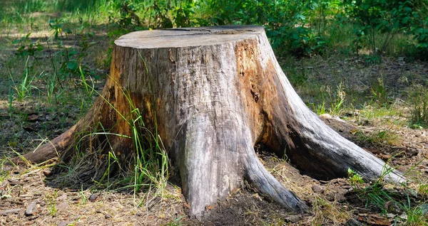 Régi fa Stump a parkban. Széles fénykép . — Stock Fotó