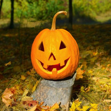 Kabak kafalı bir arka plan bir sonbahar ormanı.