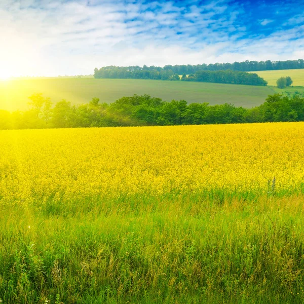 Een veld met bloeiende verkrachting en felle zon in de blauwe lucht. — Stockfoto