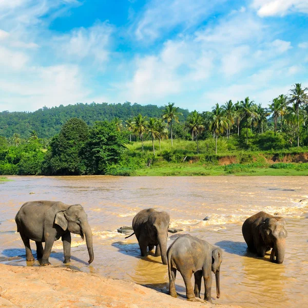 Manada de elefantes banhando-se no rio da selva  . — Fotografia de Stock