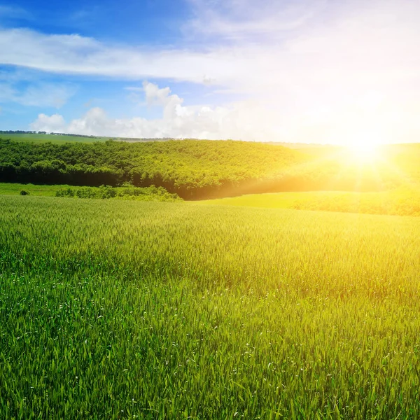 Campo de trigo y un amanecer encantador . — Foto de Stock