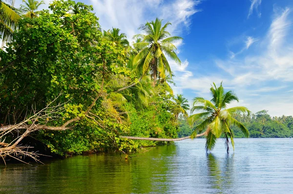 Tropischer Palmenwald am Ufer des Flusses. sri lanka. — Stockfoto