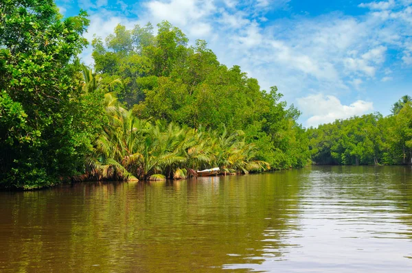 Tropischer Palmenwald am Ufer des Flusses. sri lanka. — Stockfoto
