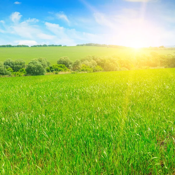 Weizenfeld und ein herrlicher Sonnenaufgang. — Stockfoto