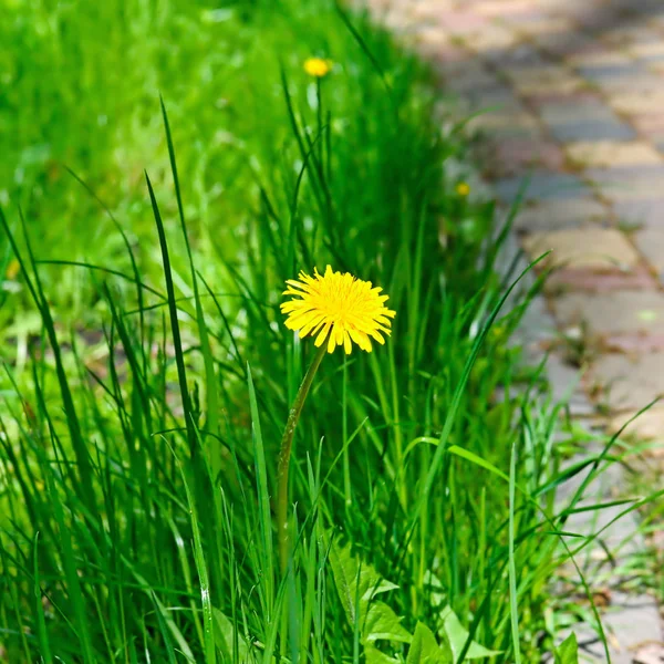緑の草原に黄色のタンポポ. — ストック写真