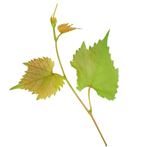 Vignes et feuilles isolées sur fond blanc . — Photo