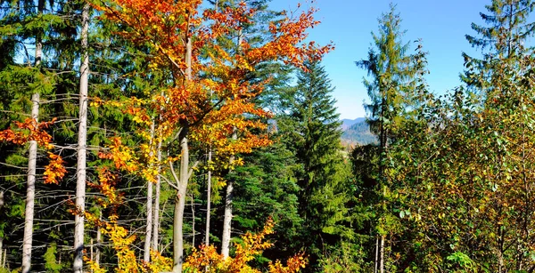 Natural park. Red and yellow autumn leaves. Wide photo. — Stock Photo, Image