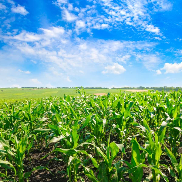 Zielone pola z kukurydzy. Błękitne niebo chmury. — Zdjęcie stockowe