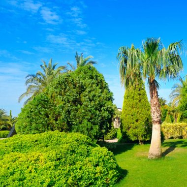 Palmiye ağaçları ve Yeşil çimenler tropikal Bahçe.