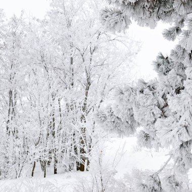 Karda orman. Pitoresk ve muhteşem wintry sahne.