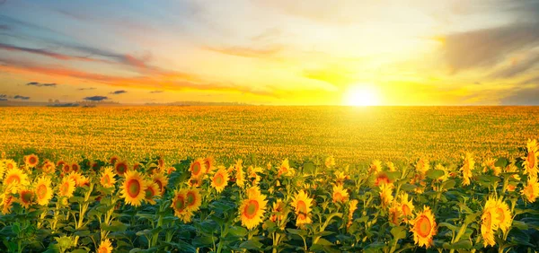 Campo de girasoles florecientes y amanecer. Foto amplia . —  Fotos de Stock