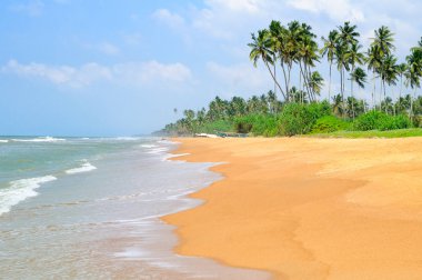 Geniş kumlu plaj ve palmiye ağaçları ile güzel deniz manzarası.