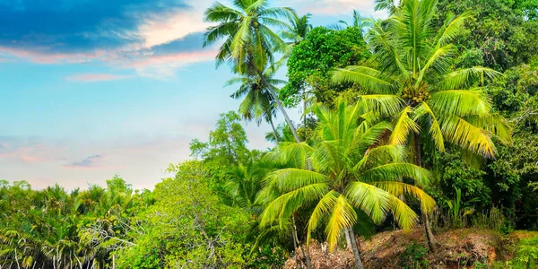 Tropische Palmen und schöner Sonnenaufgang. breites Foto. — Stockfoto