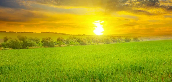 Campo de trigo y un amanecer encantador. Foto amplia . — Foto de Stock