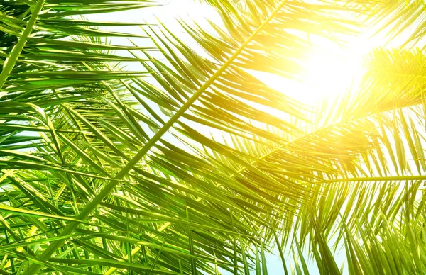 Palm leaves and sun on blue sky. — Stock Photo, Image
