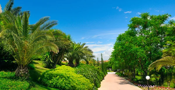Tropická zahrada s palmami a zelenými trávníky. Široký fotografický. — Stock fotografie