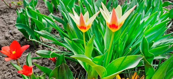 Tulips flowers blooming in a garden. Wide photo. — Stock Photo, Image