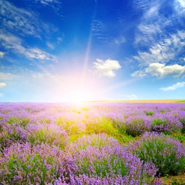 Çiçek açan lavanta ve güneş ile Alan.