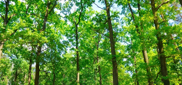 Wald mit grünen Bäumen und strahlender Sonne. breites Foto. — Stockfoto