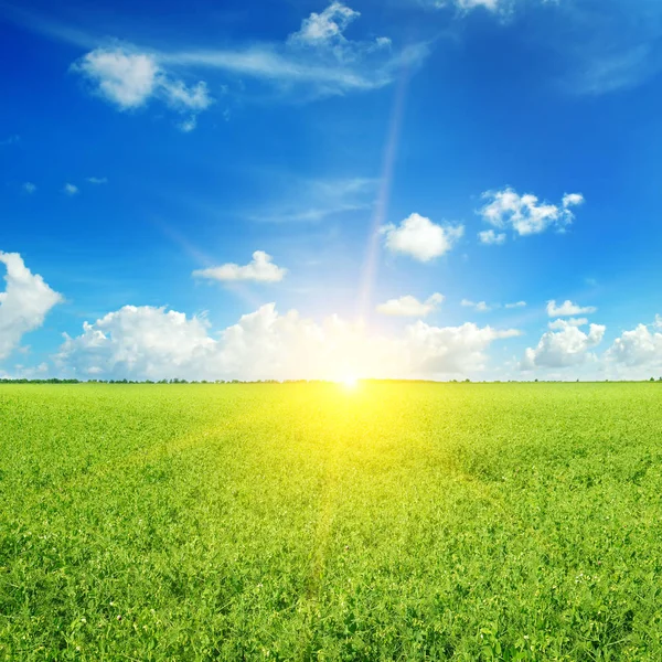 Grüne Erbsenfelder und Sonnenaufgang am blauen Himmel. — Stockfoto