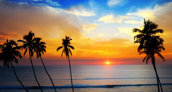 Reizvoller Sonnenuntergang über dem Meer und die Silhouette einer Kokosnuss — Stockfoto