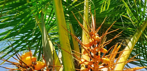 Noci di cocco su uno sfondo di foglia di palma. Ampia foto . — Foto Stock