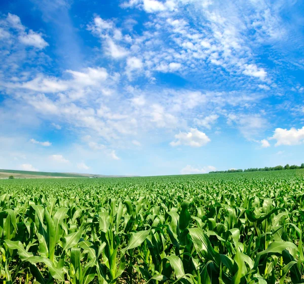 Grönt fält med majs och blå mulen himmel . — Stockfoto