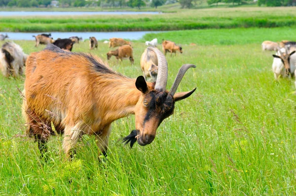 A domestic goats grazing on pasture. — Stock Photo, Image