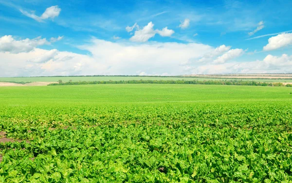 Malerisches grünes Rübenfeld und blauer Himmel mit leichten Wolken. — Stockfoto