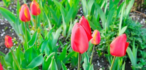 Des fleurs de tulipes rouges fleurissent dans un jardin. Grande photo . — Photo