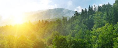 Pitoresk orman ve güneş ile sonbahar manzara. Geniş fotoğraf.