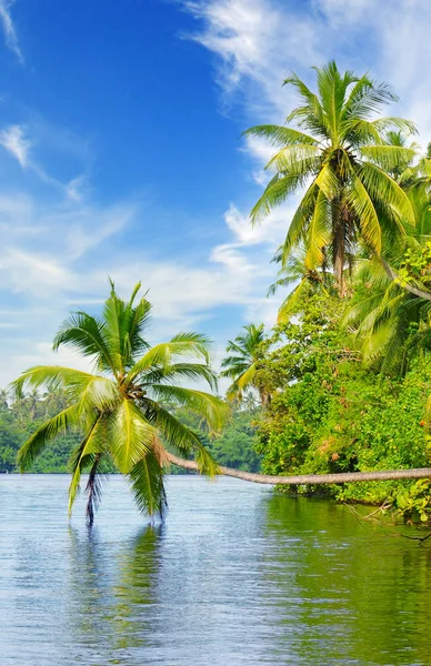 Forêt tropicale de palmiers au bord de la rivière . — Photo