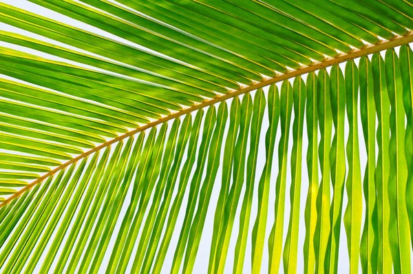 Fondo de hojas de palma y cielo azul . — Foto de Stock
