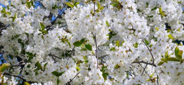 Cherry-Sakura ve gökyüzü doğal renkli arka plan ile. Geniş 