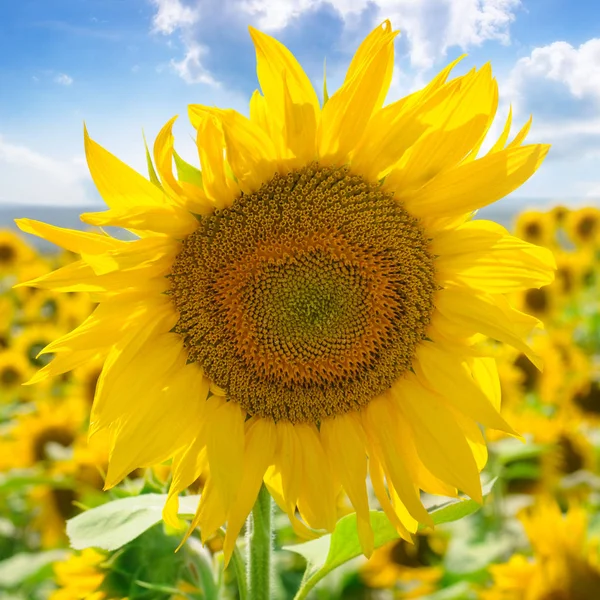Solros blomma mot den blå himlen och ett blommande fält. — Stockfoto