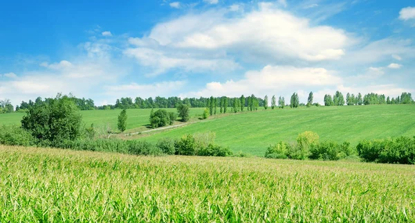 Campo verde com milho. Céu azul nublado. Ampla foto . — Fotografia de Stock