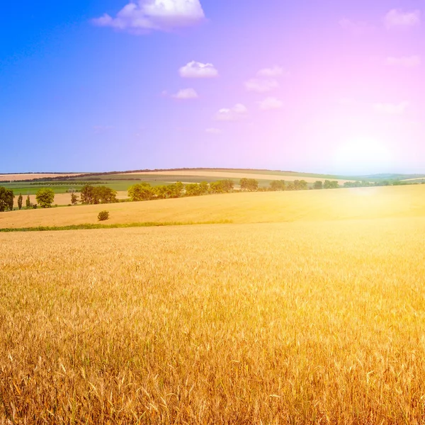 Campo de trigo y un amanecer encantador . —  Fotos de Stock