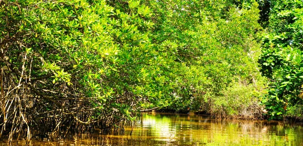 Árbol de manglar sobre y bajo la superficie del agua, follaje verde por encima — Foto de Stock