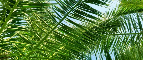 棕榈叶的背景。宽照片. — 图库照片
