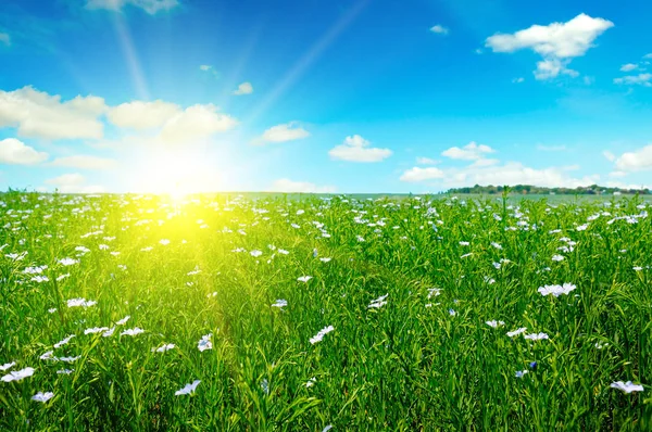 Feld mit blühendem Flachs und Sonnenaufgang am blauen Himmel. — Stockfoto