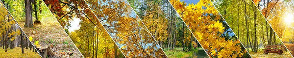 Jesienny Park z żółtymi liśćmi. Panoramiczny kolaż. Szerokie zdjęcie. — Zdjęcie stockowe