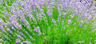 Yaz tarlasında çiçek açan lavantanın arka planı. Geniş phot