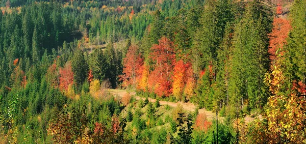 Όμορφο φθινοπωρινό τοπίο. Φωτεινά κίτρινα, πράσινα και κόκκινα φύλλα — Φωτογραφία Αρχείου