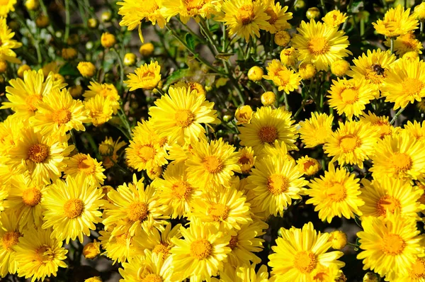 Background of blooming chrysanthemums in the flowerbed. Top view — Stock Photo, Image