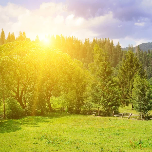 Encostas das montanhas, belo abeto e um pôr-do-sol brilhante . — Fotografia de Stock