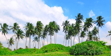 Kumlu sahilde tropikal palmiye ağaçları. Geniş fotoğraf.